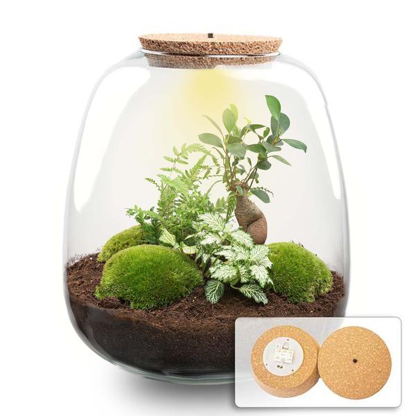 Pflanzen-Terrarium - Emma - DIY kit - ↑ 25 cm - Ø 23 cm - Bonsai White + LED