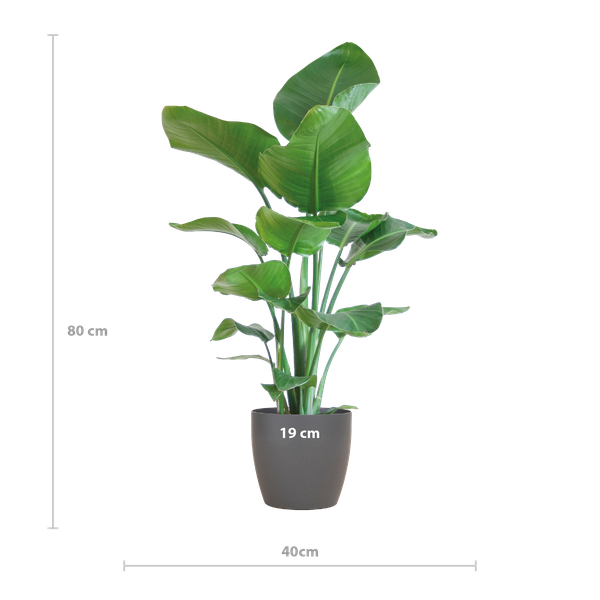 Strelitzia Nicolai mit Viber-Topf Grau – 80 cm – Ø21