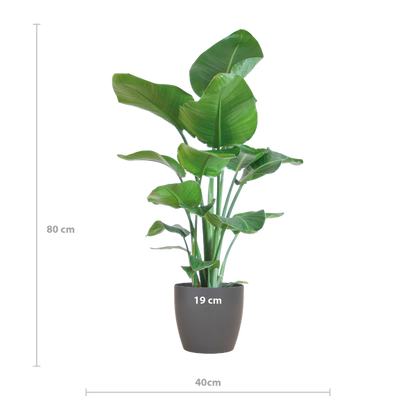 Strelitzia Nicolai mit Viber-Topf Grau – 80 cm – Ø21