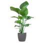 Strelitzia Nicolai mit Viber-Topf Grau – 80 cm – Ø21