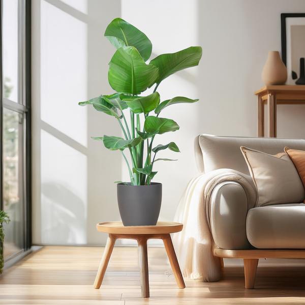 Strelitzia Nicolai mit Viber-Topf Grau – 80 cm – Ø21
