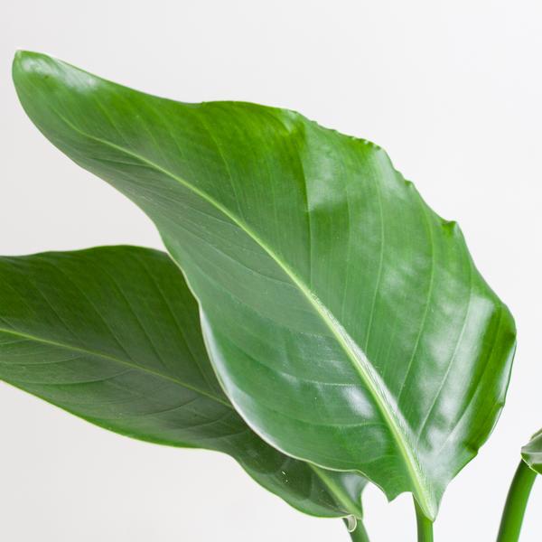 Strelitzia Nicolai mit Viber-Topf Grau – 80 cm – Ø21