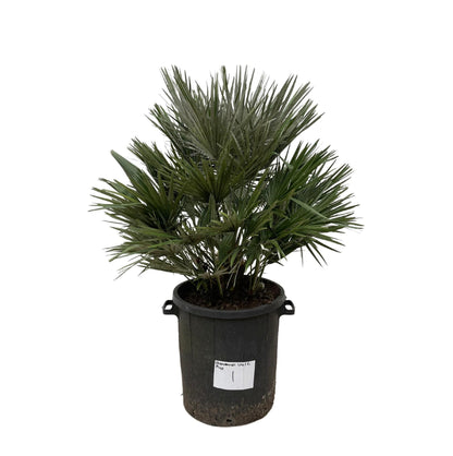 Chamaerops Vulcano-Verleihen Sie Ihrem Garten mediterrane Pracht!🌿 - 110cm - ø40