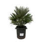 Chamaerops Vulcano-Verleihen Sie Ihrem Garten mediterrane Pracht!🌿 - 110cm - ø40