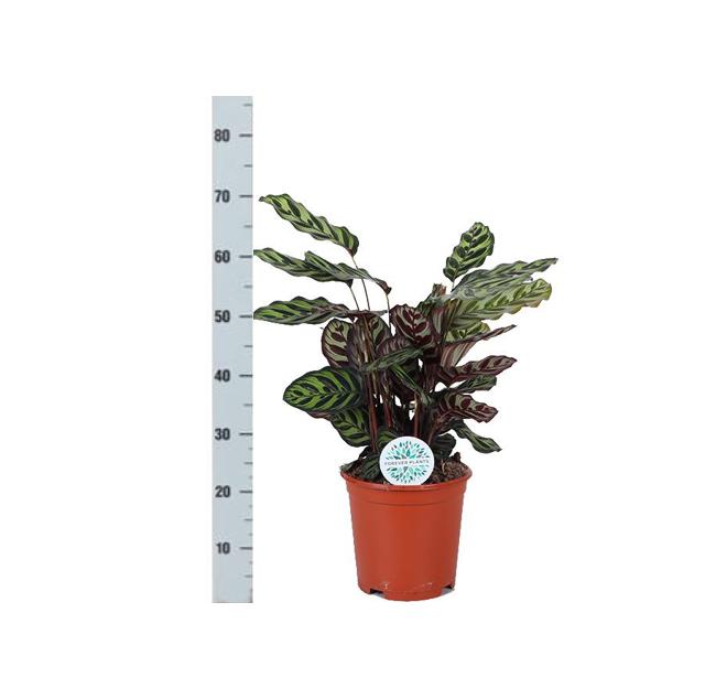Calathea Makoyana Ø21cm - ↕70cm in Albury BLACK print Topf