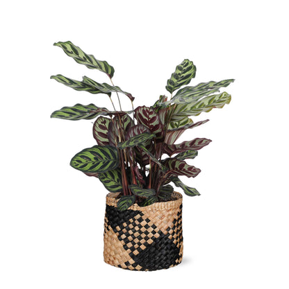 Calathea Makoyana Ø21cm - ↕70cm in Albury BLACK print Topf