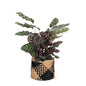 Calathea Makoyana Ø21cm - ↕70cm in Albury BLACK print Topf