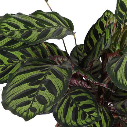 Calathea Makoyana Ø21cm - ↕70cm in Albury BLACK print Topf